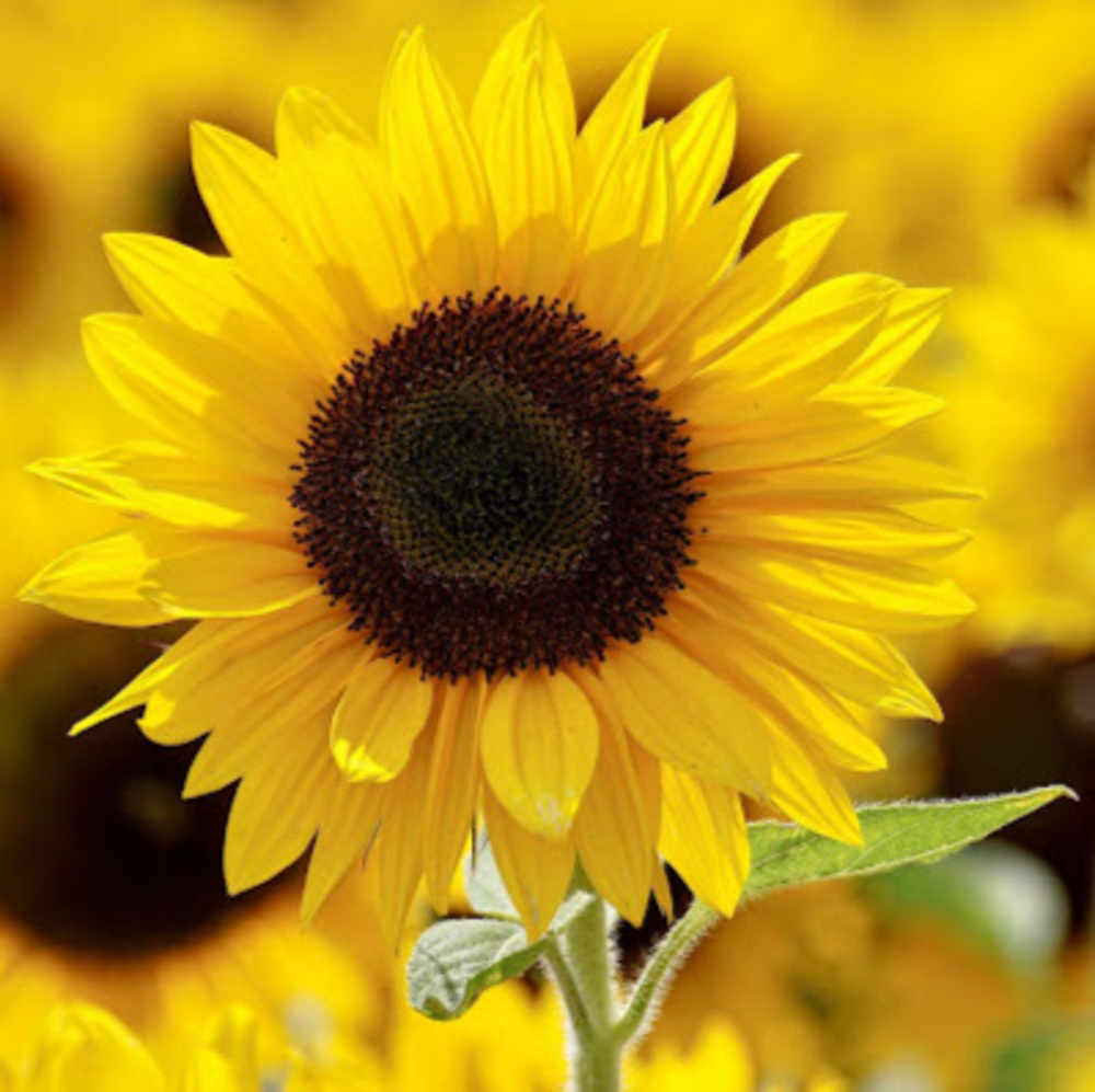 Meet your Posher, Ashlee